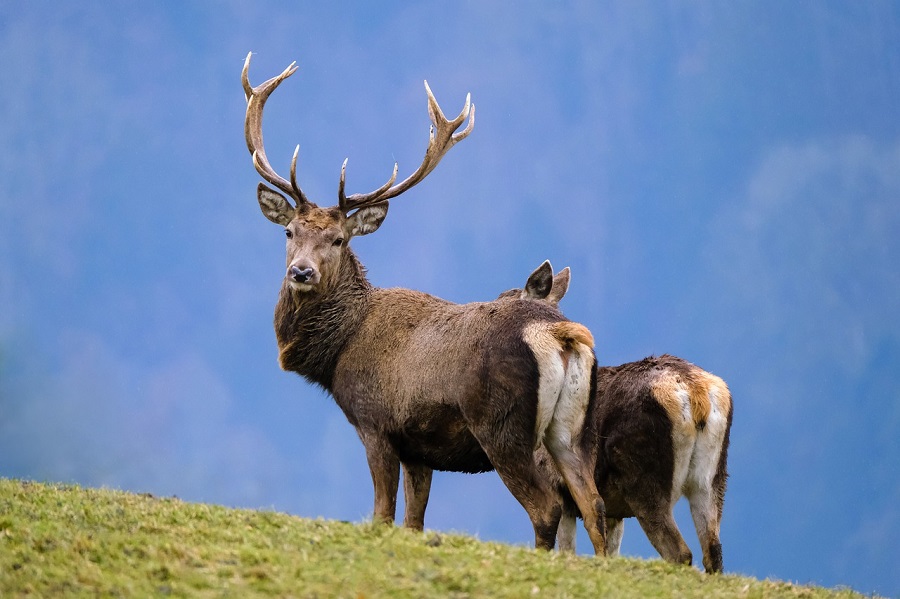 La saison de la chasse aux gibiers d bute en Wallonie au mois de